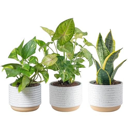 Best Plants for Bedroom