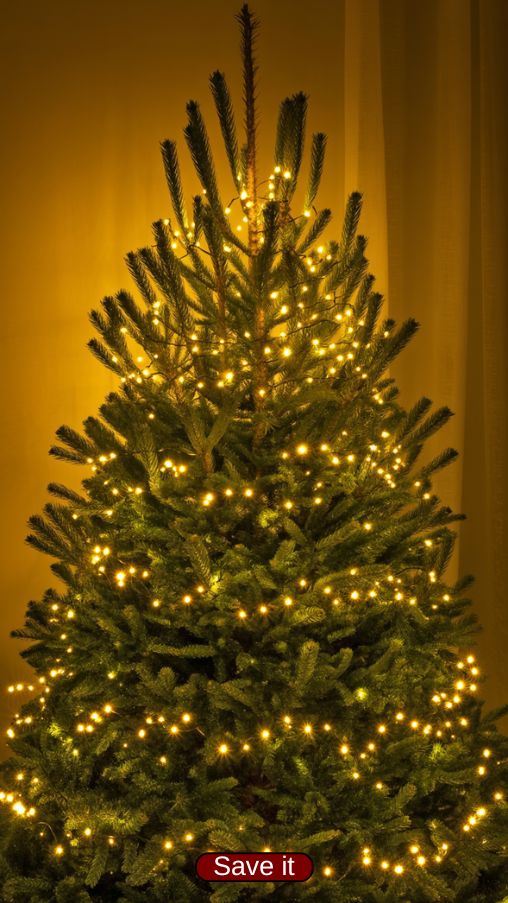 Lush Real Christmas Tree with Layered Zig-Zag Lighting Technique