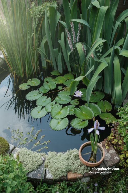 Aquatic plants and water lilies creating a natural balance in a backyard pond