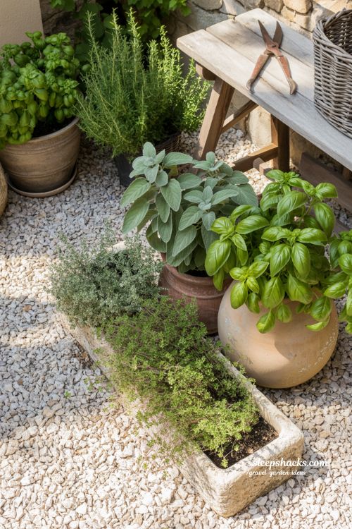 Aromatic Herb Gravel Garden with Terracotta Planters and Fresh Sage