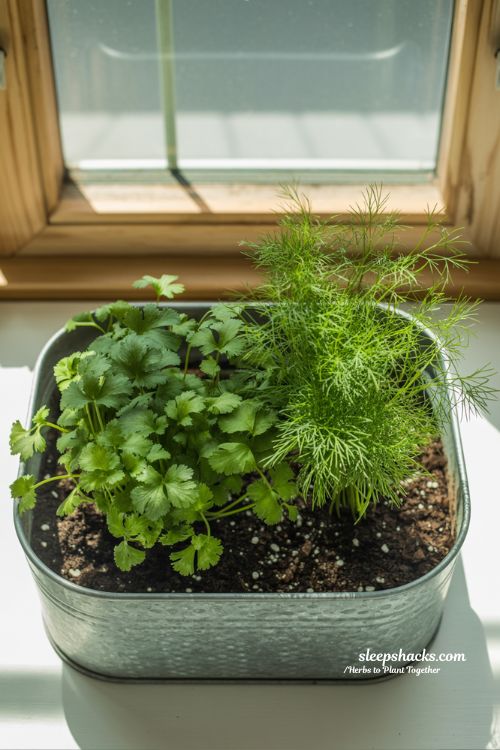 Beginner’s Guide: Which Herbs to Plant Together for a Healthy Garden