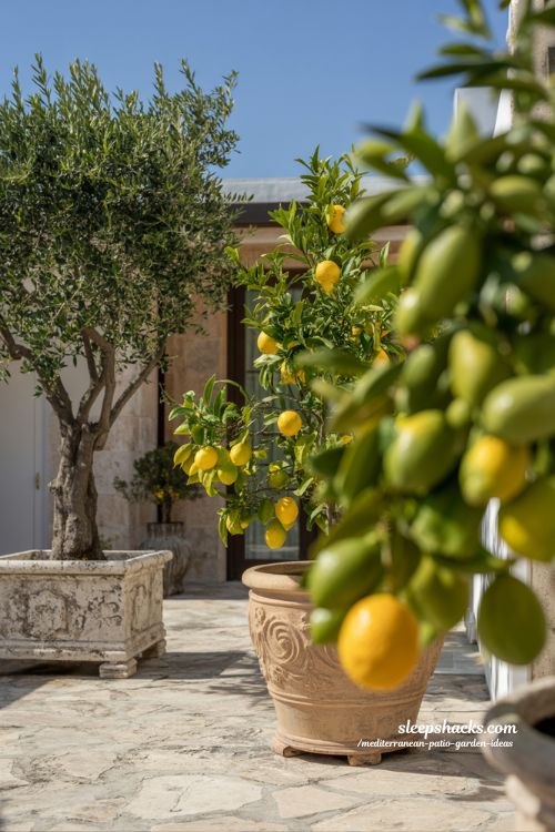 Bright Mediterranean Patio featuring Potted Lemon and Olive Tree Focal Points