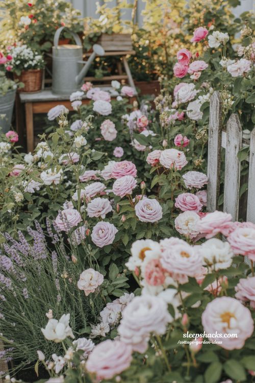 Cottage Garden Ideas with Classic Roses Lavender and Peonies for Timeless Beauty
