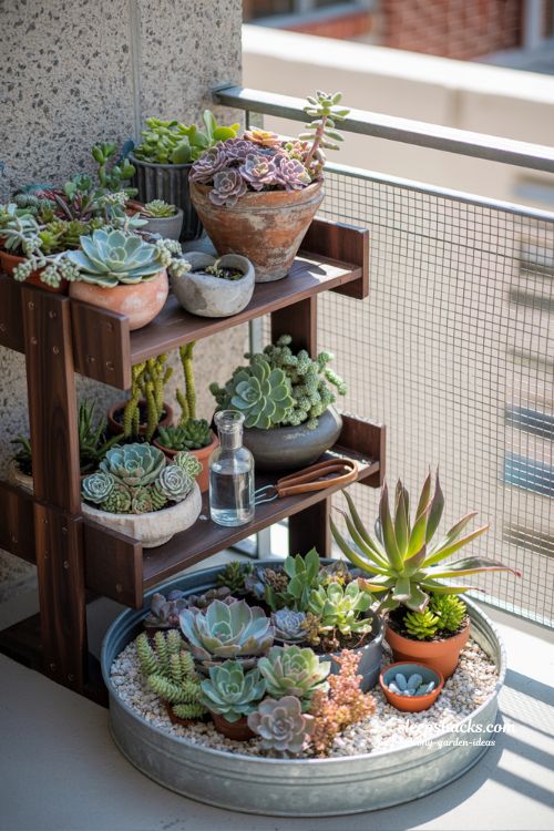Curated and Hardy Succulent Garden for a Small Low-Maintenance Balcony