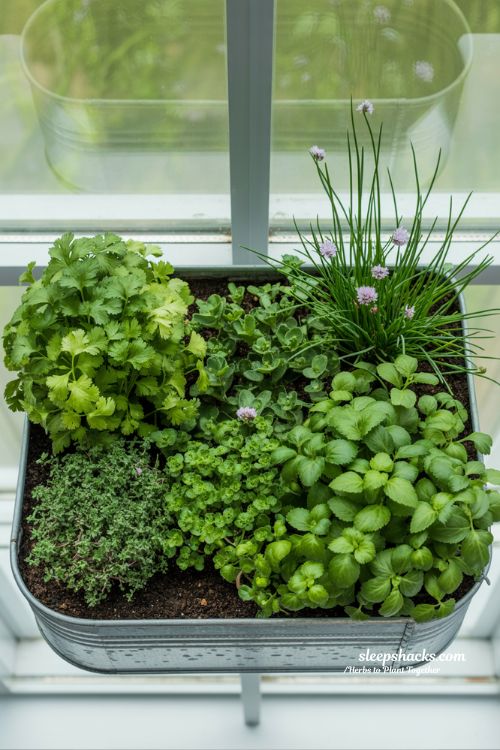 Easy Guide: Moisture-Loving Herbs to Plant Together for a Lush Garden