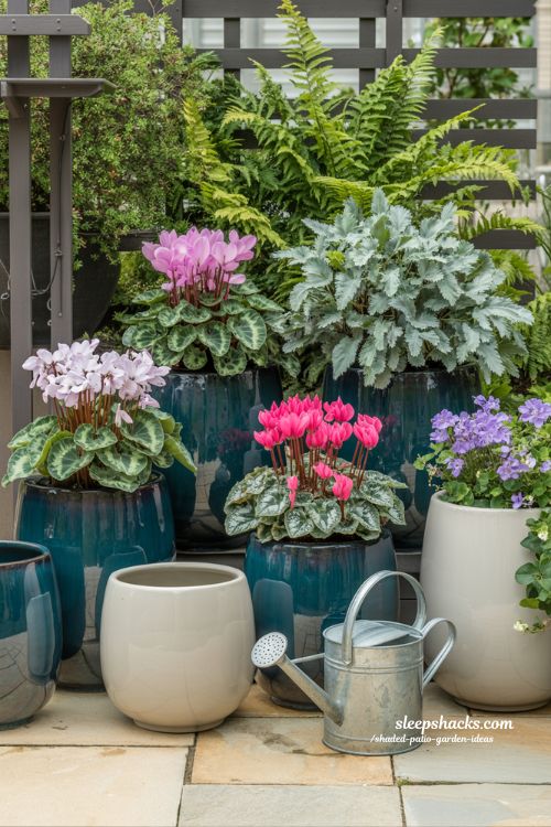Easy Seasonal Plant Rotation Ideas for Shaded Patios