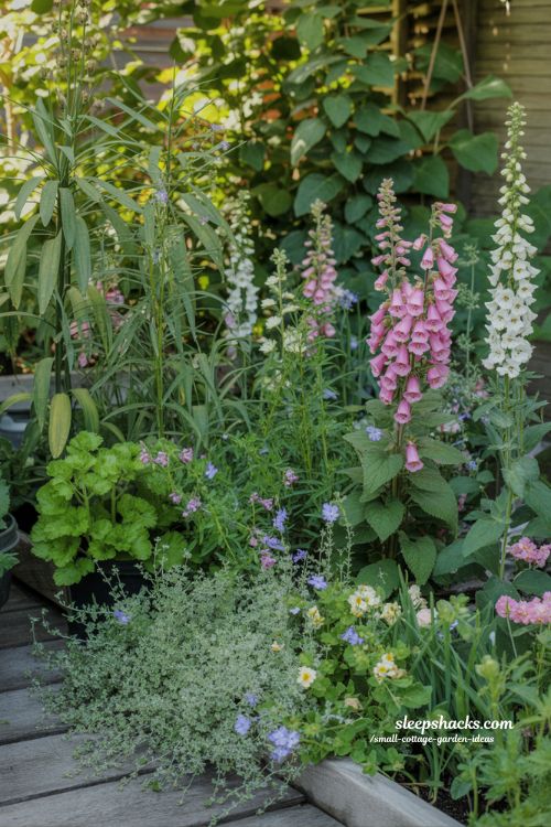 Layered Planting Secrets for a Lush Cottage Garden Look