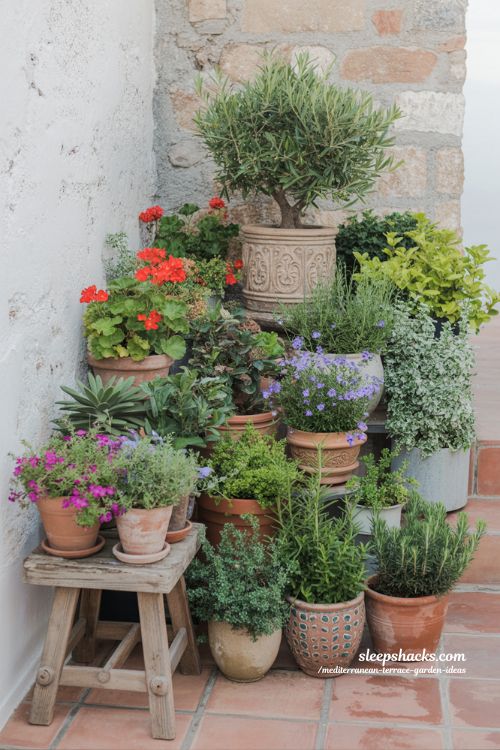 Lush Grouped Mediterranean Potted Plant Arrangements for Terrace Garden Inspiration