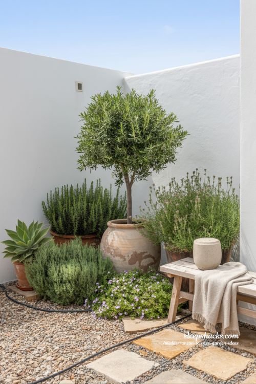 Lush Low-Maintenance Mediterranean Terrace Garden with Olive Tree, Lavender, and Agave