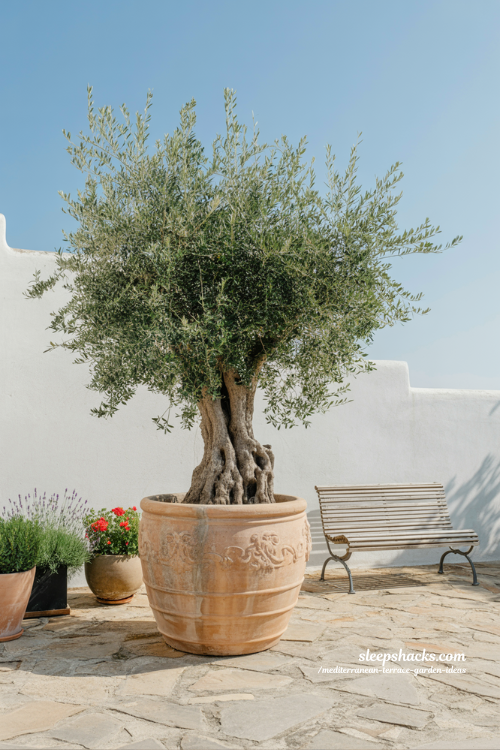 Mature Olive Tree in Large Terracotta Pot as a Mediterranean Terrace Focal Point