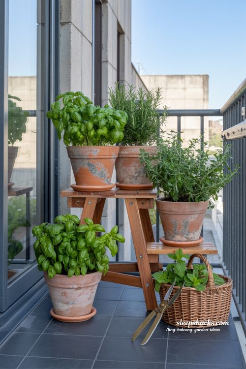 Practical and Lush Culinary Herb Garden on a Tiny Apartment Balcony