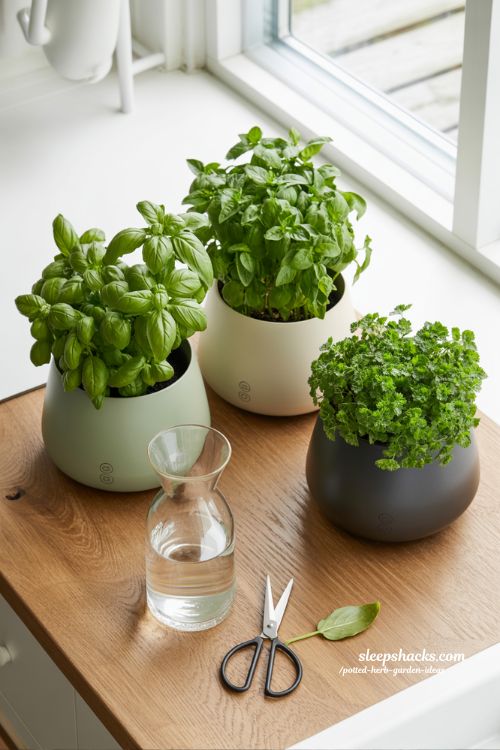 Simple beginner herb garden setup with basil mint and parsley in modern pots on sunlit kitchen table