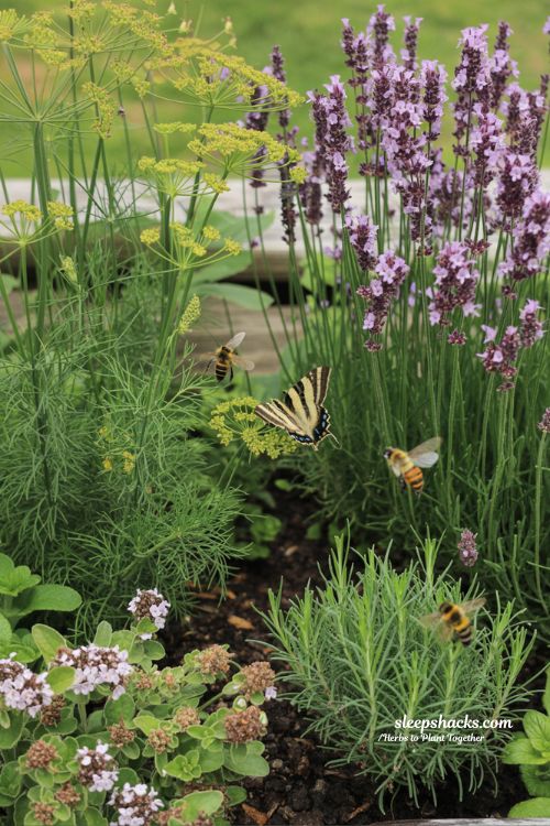 The Best Pollinator-Friendly Herbs to Plant Together