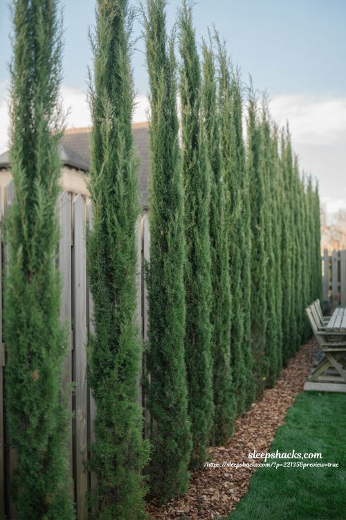 Backyard privacy ideas with fast growing columnar trees for elegant living green screen design