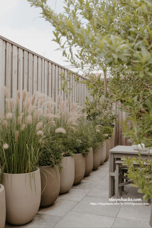 Backyard privacy ideas with tall ornamental grasses in planters along fence line design