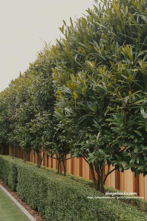 Backyard privacy ideas with thick evergreen hedge for lush natural garden boundary design
