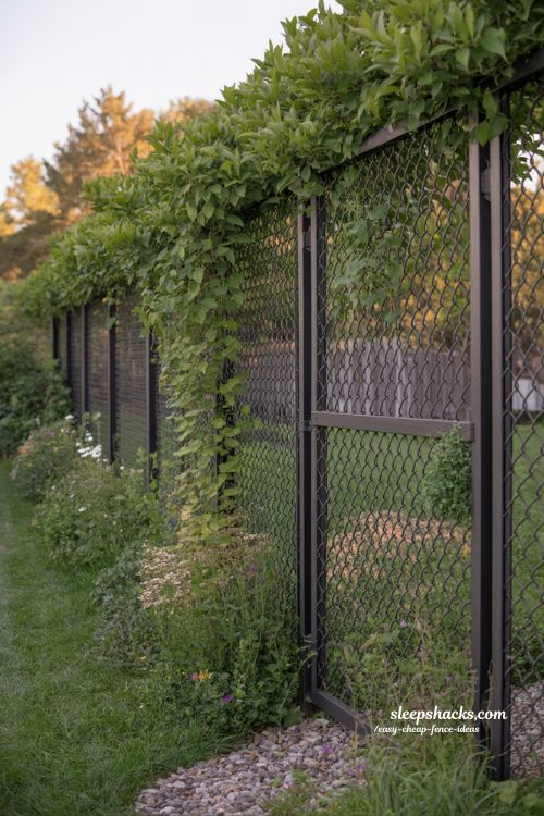 Chain link fence ideas with climbing plants for budget backyard privacy and green garden wall design