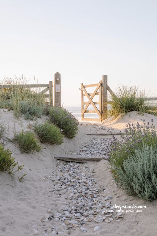 Coastal cottage garden entry pathway with gravel shells and windswept lavender edges