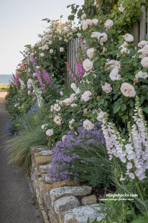 Coastal cottage garden flower border ideas with roses lavender and soft layered planting