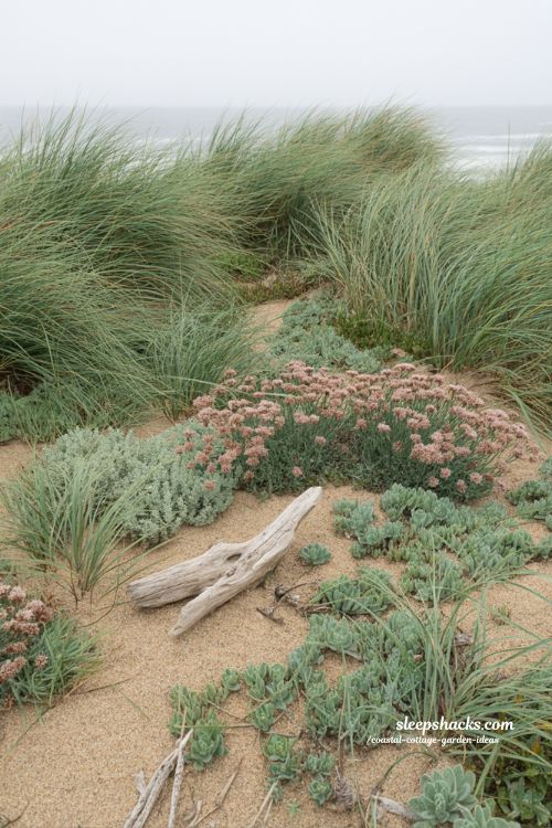 Coastal cottage garden ideas with native grasses sea thrift and natural wind shaped planting
