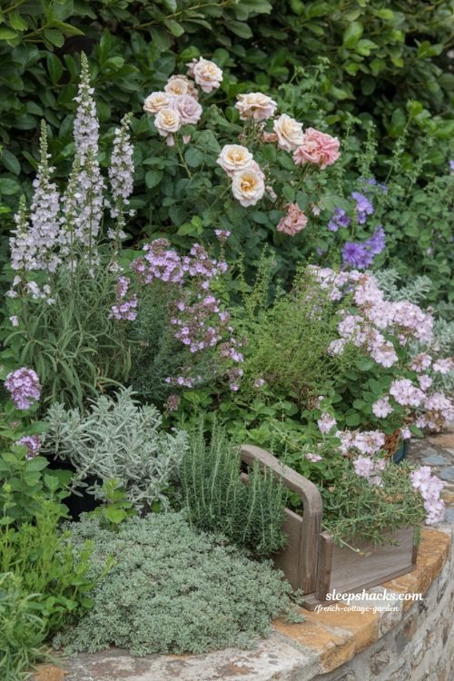 Essential plants for a french cottage garden featuring layered roses lavender and fragrant herbs for a lush natural look