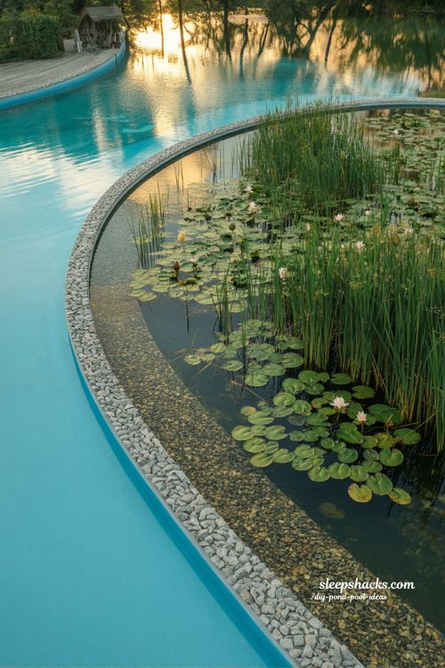 Half and half pond pool 50 50 swim zone and regeneration zone natural European backyard eco pond design with clear water and plants
