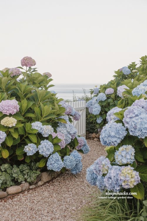 Hydrangea coastal cottage garden ideas with soft blooms along gravel path and white fence