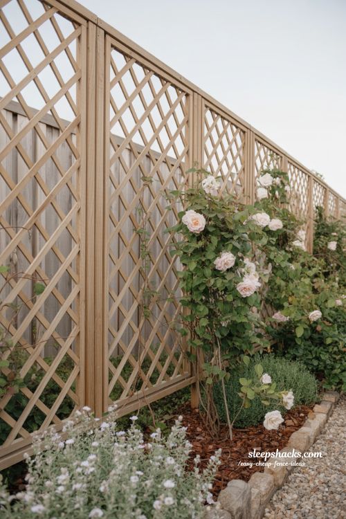 Lattice fence ideas for climbing plants and budget backyard garden trellis design