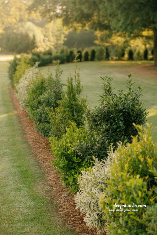 Living hedge fence ideas for natural backyard privacy with privet boxwood garden boundary design