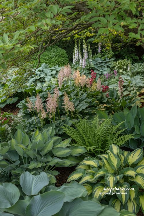 Perennial garden ideas for shade planting with hostas astilbe and foxgloves in lush woodland cottage garden design
