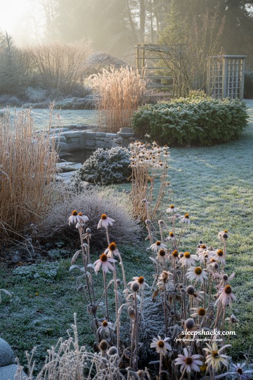 Perennial garden ideas for winter structure with ornamental grasses evergreens and seedheads in a frost covered cottage garden