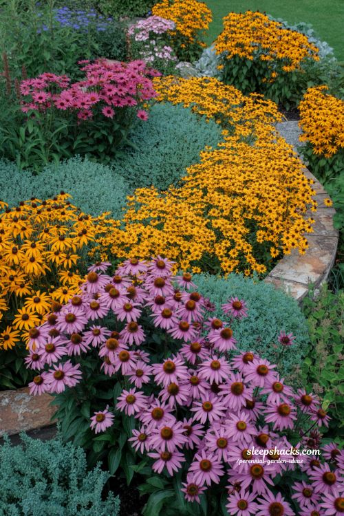 Perennial garden ideas with color blocking design using large masses of echinacea black eyed susan and catmint in cottage garden landscape
