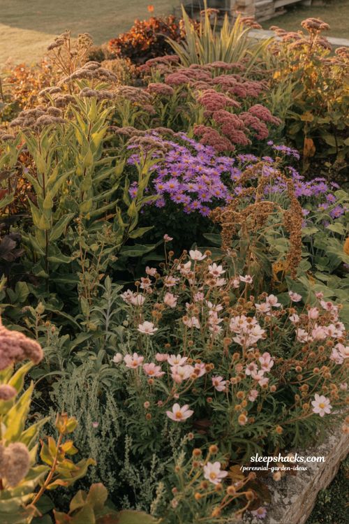 Perennial garden ideas with late season fall flowers like asters anemones and sedum in autumn cottage garden design