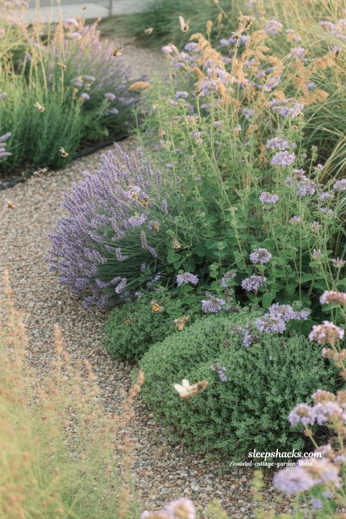 Pollinator friendly coastal cottage garden ideas with lavender catmint and verbena attracting bees and butterflies