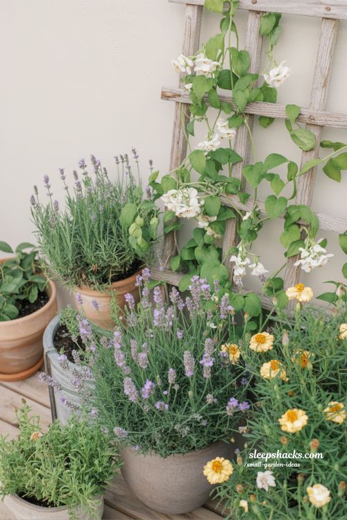 Pollinator friendly garden ideas with lavender marigold and jasmine plants