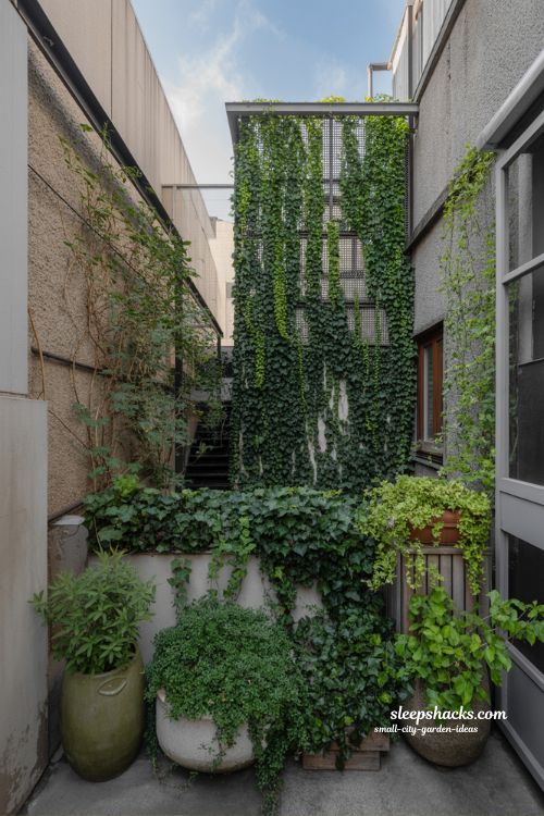 Small city garden ideas with hardy plants like ivy, jasmine, clematis and herbs that thrive in urban outdoor spaces