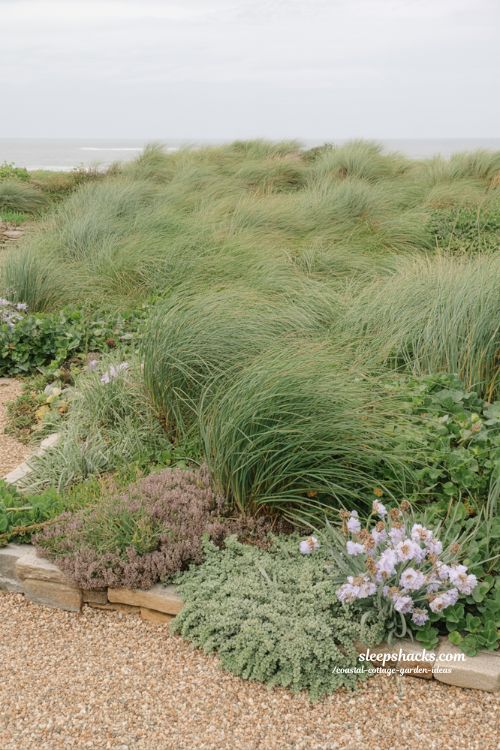 Wind resistant coastal cottage garden ideas with ornamental grasses and natural flowing planting