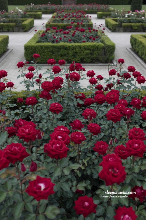 bold rose garden ideas with mass planting deep red roses and strong color impact in a structured modern garden design
