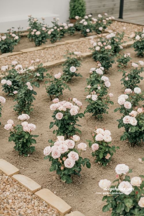 budget friendly rose garden ideas that look expensive with simple elegant landscaping design