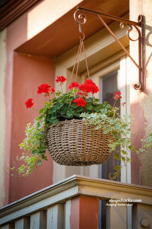 classic geranium and ivy hanging basket idea for timeless balcony garden charm
