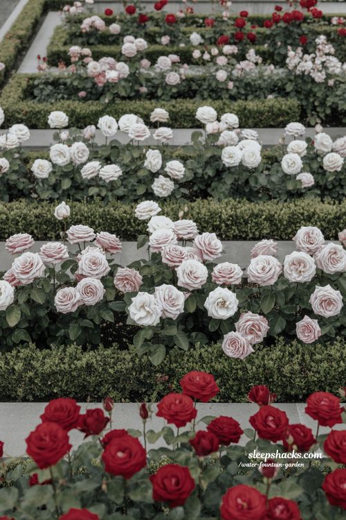 color themed rose garden ideas with white pink and red unified planting designs for calm and balanced outdoor spaces