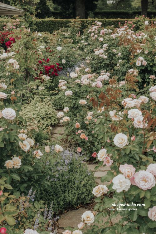 english garden rose ideas with deep layered planting overflowing blooms and natural romantic garden design