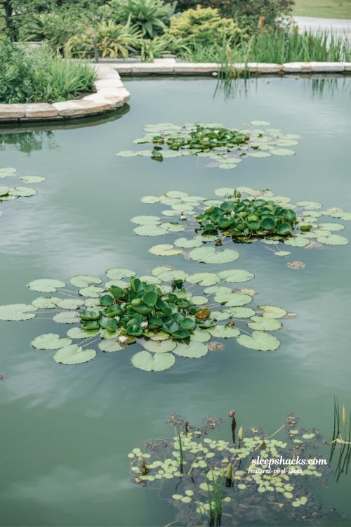 floating plant natural pool ideas for soft water surface and calm eco friendly backyard design