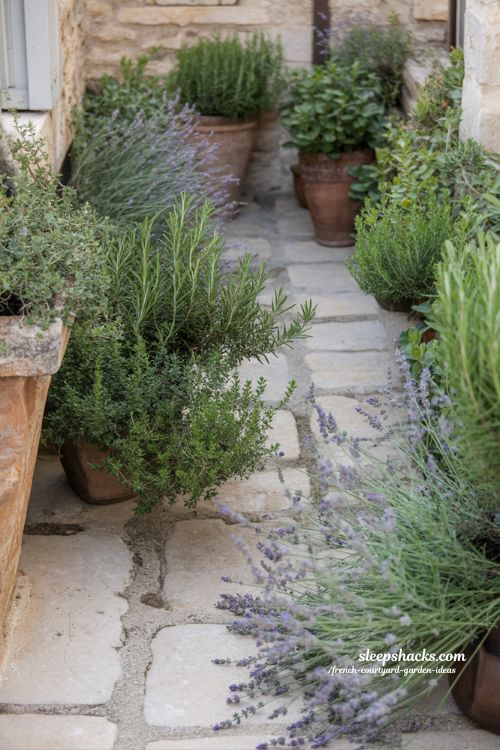 french courtyard herb garden with rosemary thyme and lavender creating sensory daily life atmosphere