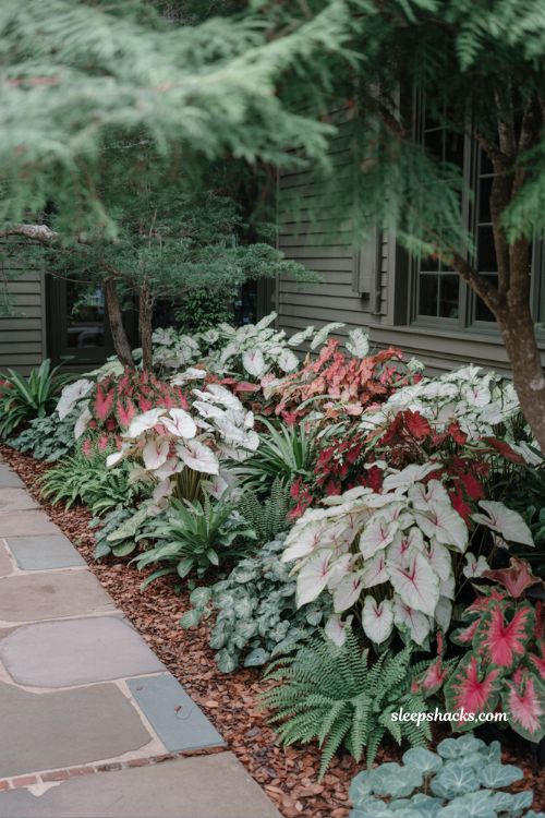 front yard landscaping ideas with caladium shade garden colorful foliage front bed hostas and ferns curb appeal design