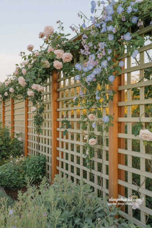 lattice panel garden fence with climbing roses and morning glories in cottage style backyard wall