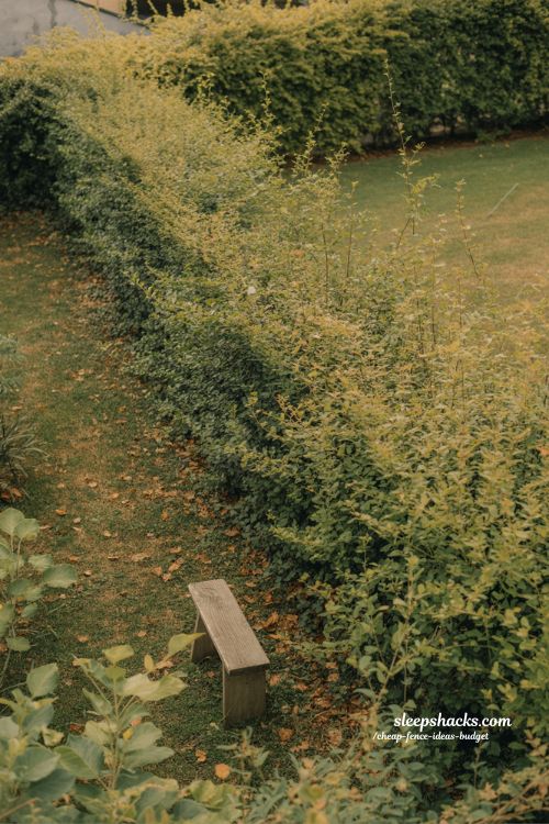 living hedge fence backyard privacy idea that grows naturally over time 