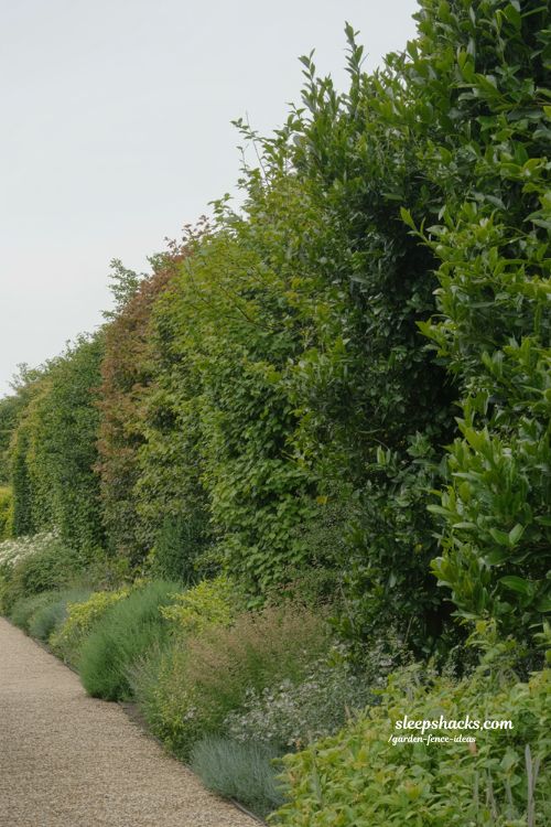 living hedge garden fence made from boxwood and yew creating natural green privacy boundary