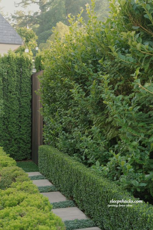 living privacy fence ideas with clipped evergreen hedges for a natural green backyard boundary design