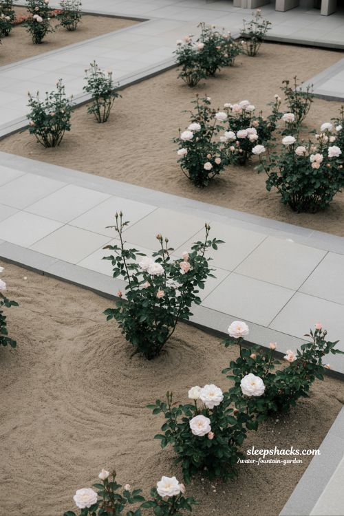 minimalist rose garden ideas with clean lines simple planting and calm modern outdoor design with open space focus